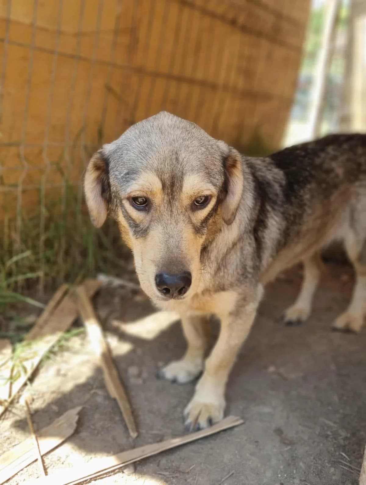 Gigi, male young Mixed Breed for adoption at TierOase ThoMa e.V.