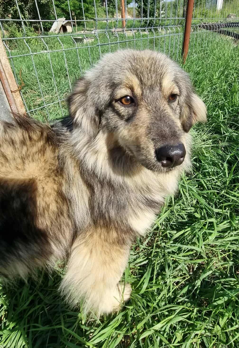 Klein, male young Mixed Breed for adoption at TierOase ThoMa e.V.