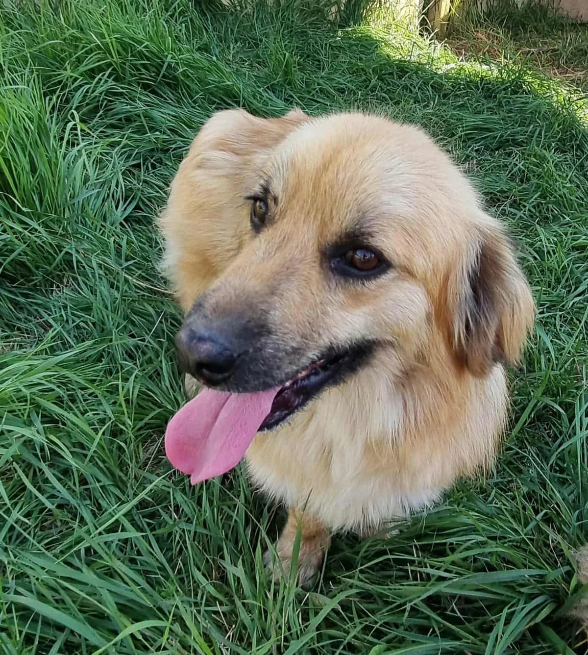 Keno, male young Mixed Breed for adoption at TierOase ThoMa e.V.