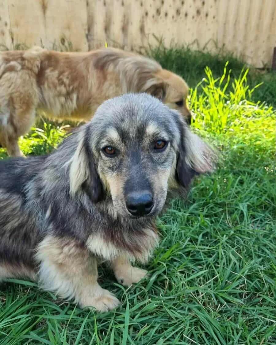 Menschen, male young Mixed Breed for adoption at TierOase ThoMa e.V.