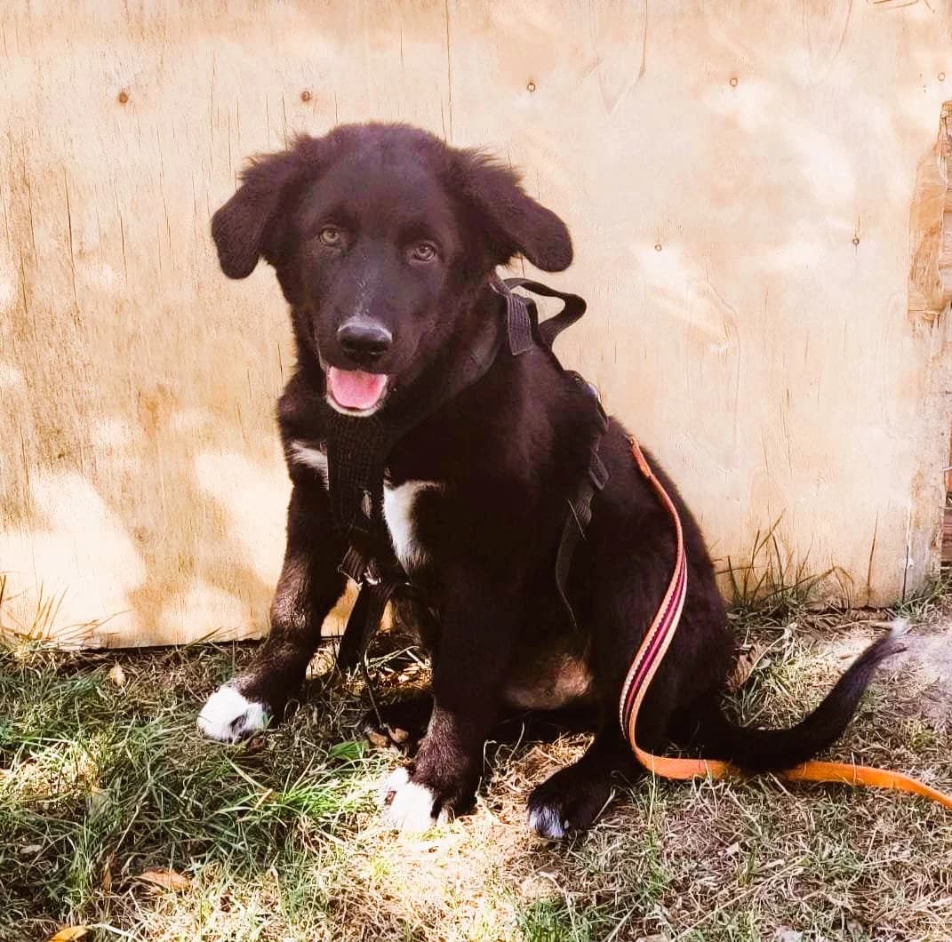 Joshi, male young Mixed Breed for adoption at TierOase ThoMa e.V.