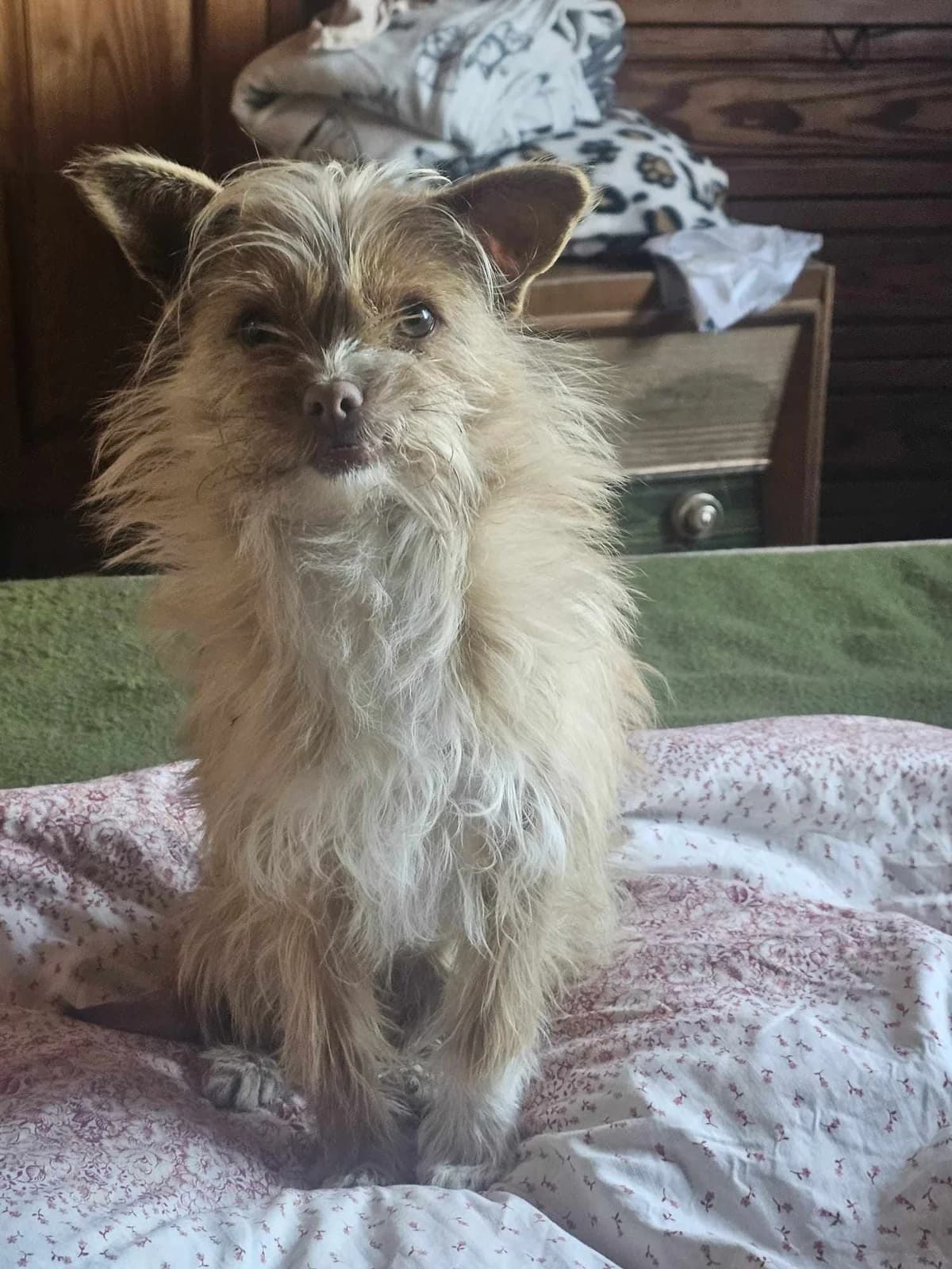 Chris, male young Mixed Breed for adoption at TierOase ThoMa e.V.