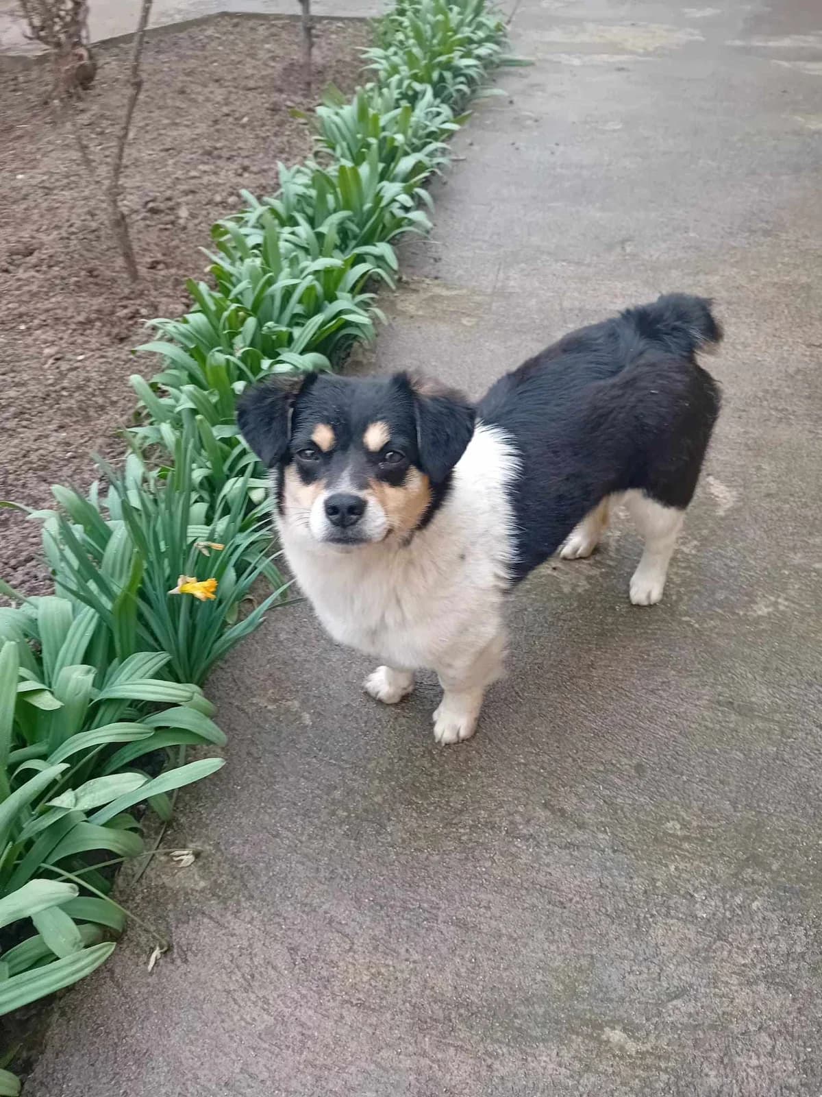 Emil, male young Mixed Breed for adoption at TierOase ThoMa e.V.