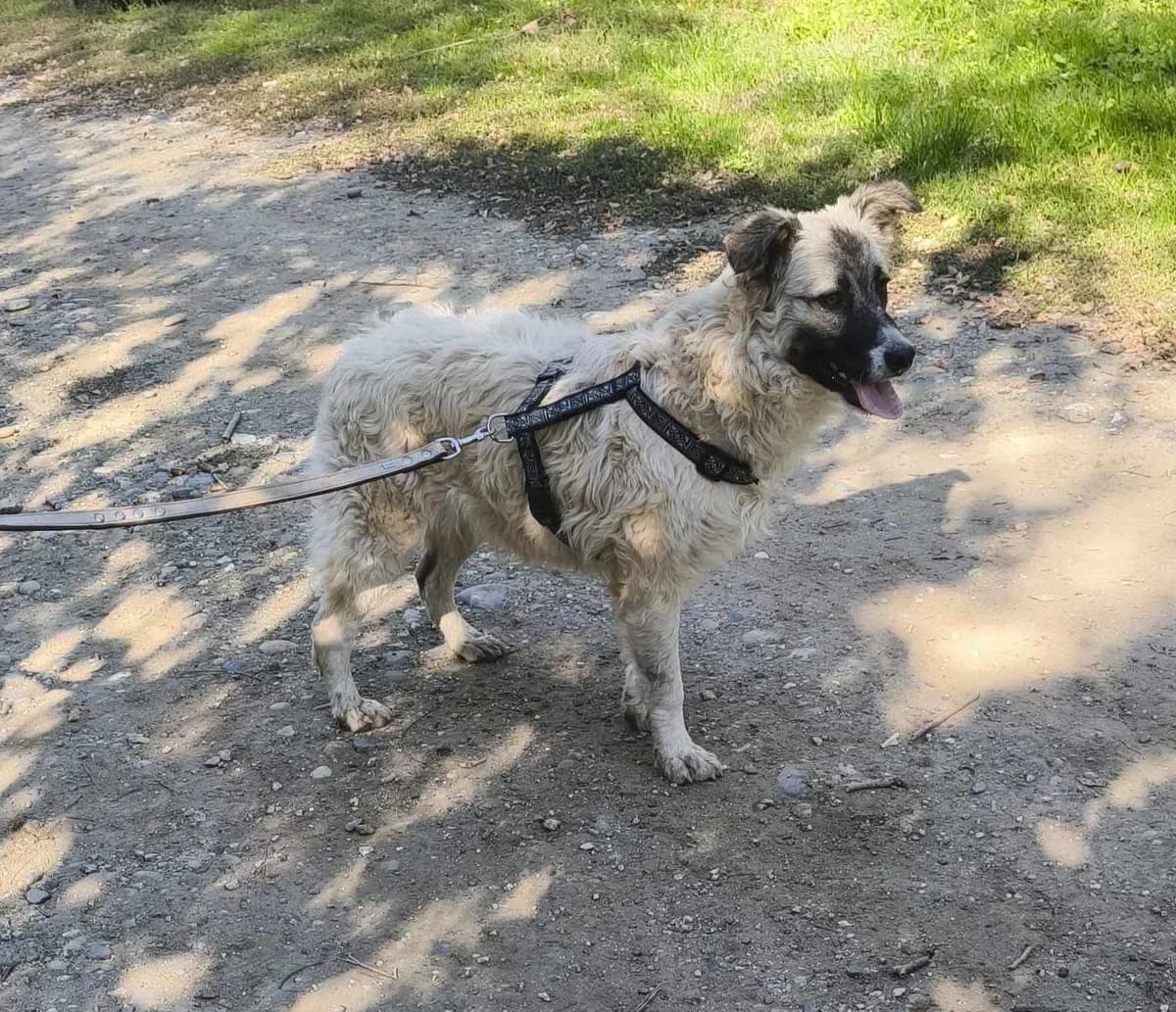 Traumzuhause, female young Mixed Breed for adoption at TierOase ThoMa e.V.