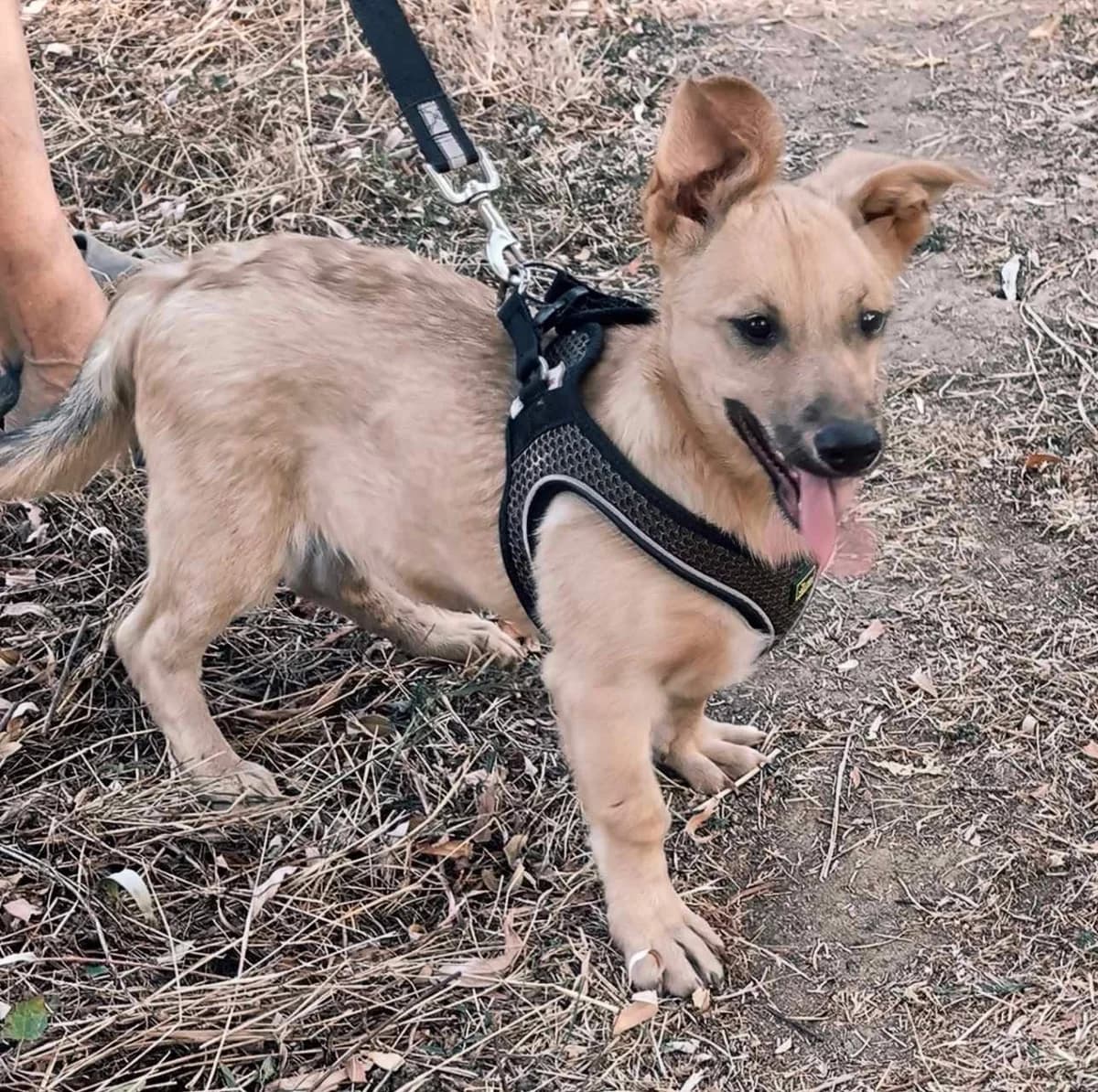 Toffi, male puppy Mixed Breed for adoption at TierOase ThoMa e.V.