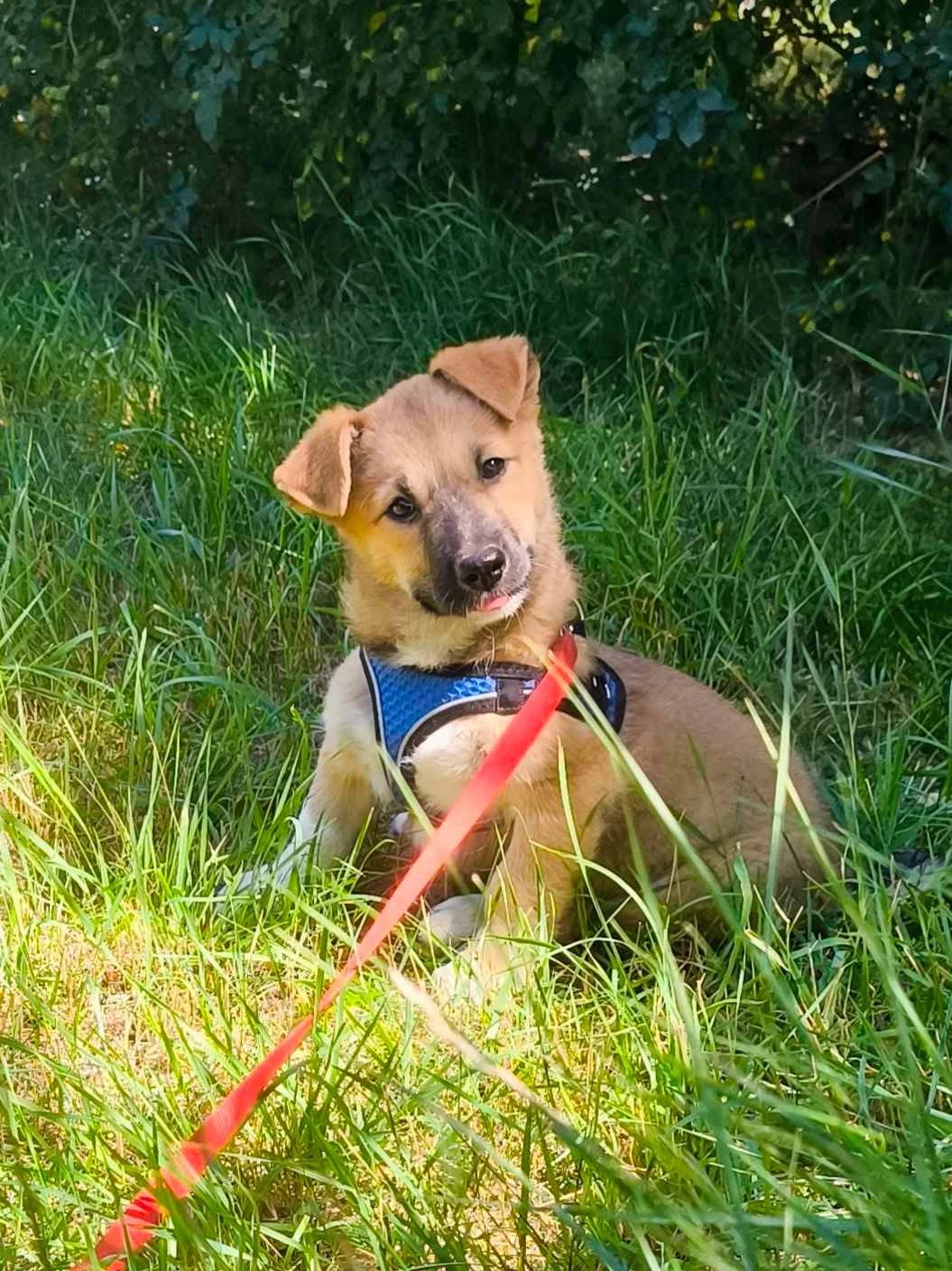 Tamani, male puppy Mixed Breed for adoption at TierOase ThoMa e.V.