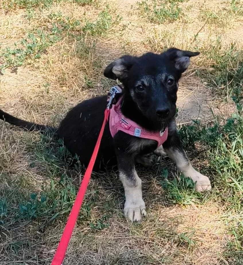 Thea, female puppy Mixed Breed for adoption at TierOase ThoMa e.V.
