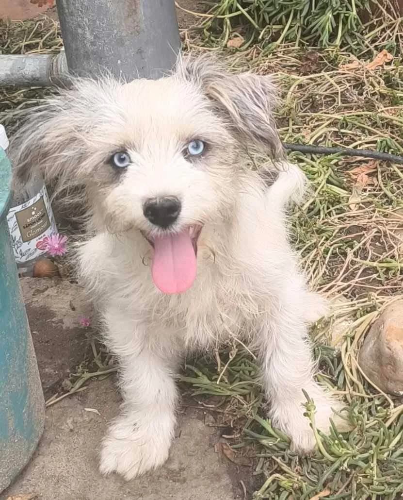 Henry, male puppy Mixed Breed for adoption at TierOase ThoMa e.V.