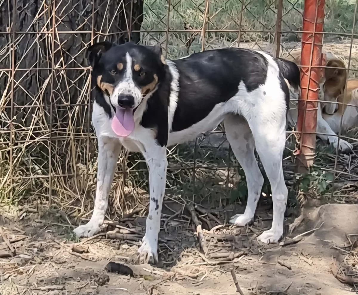 Babsy, schwarz female young Mixed Breed for adoption at TierOase ThoMa e.V.