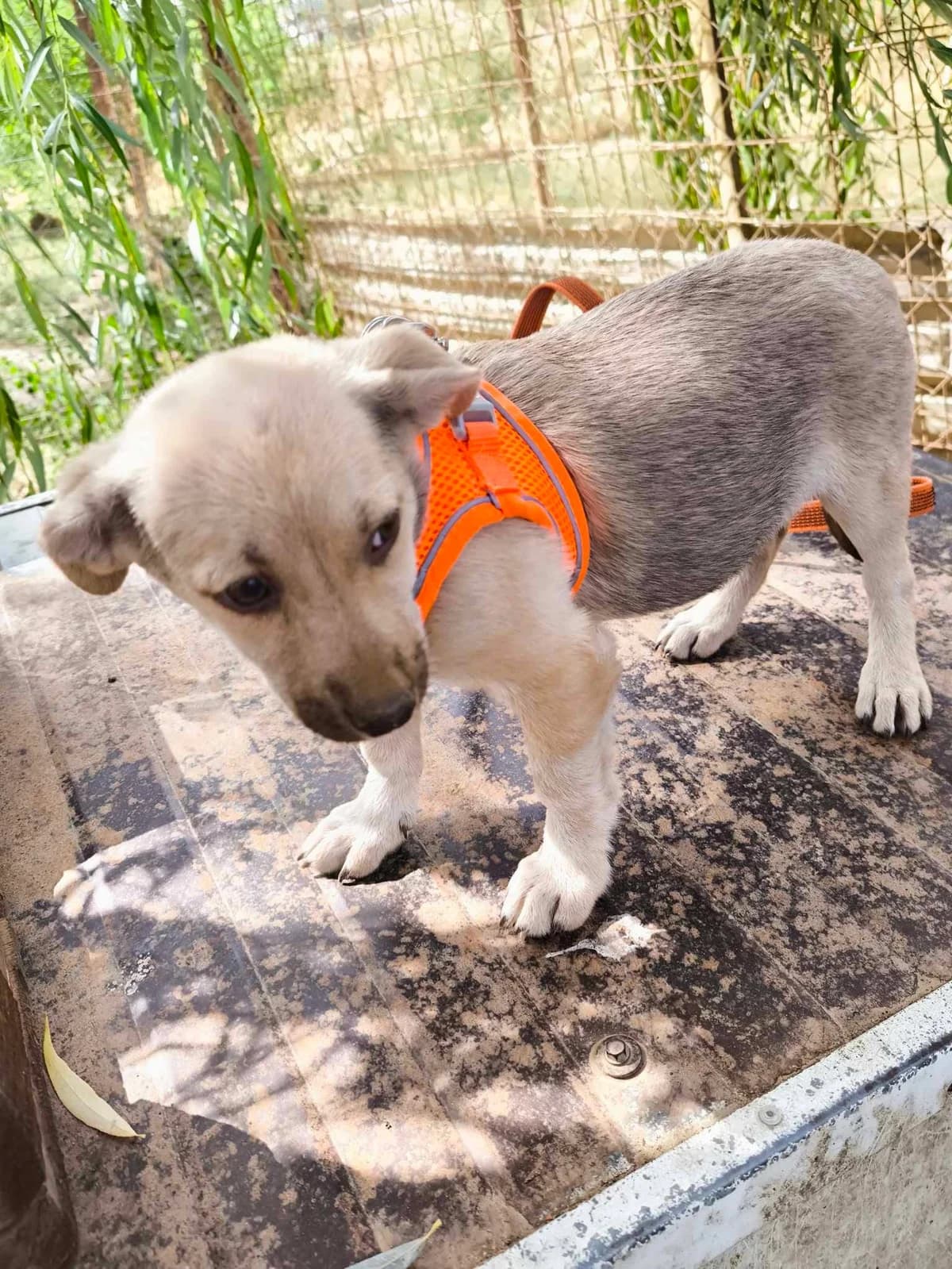 Vida, female puppy Mixed Breed for adoption at TierOase ThoMa e.V.