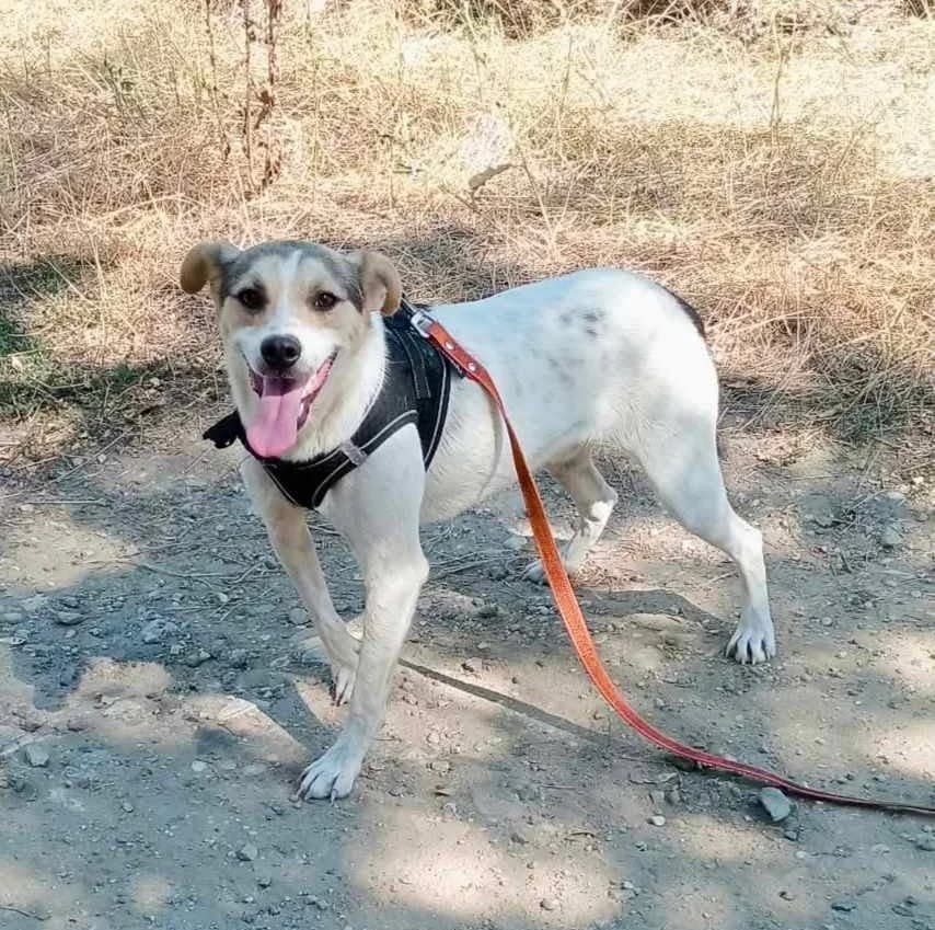 Pelle, grau male young Mixed Breed for adoption at TierOase ThoMa e.V.