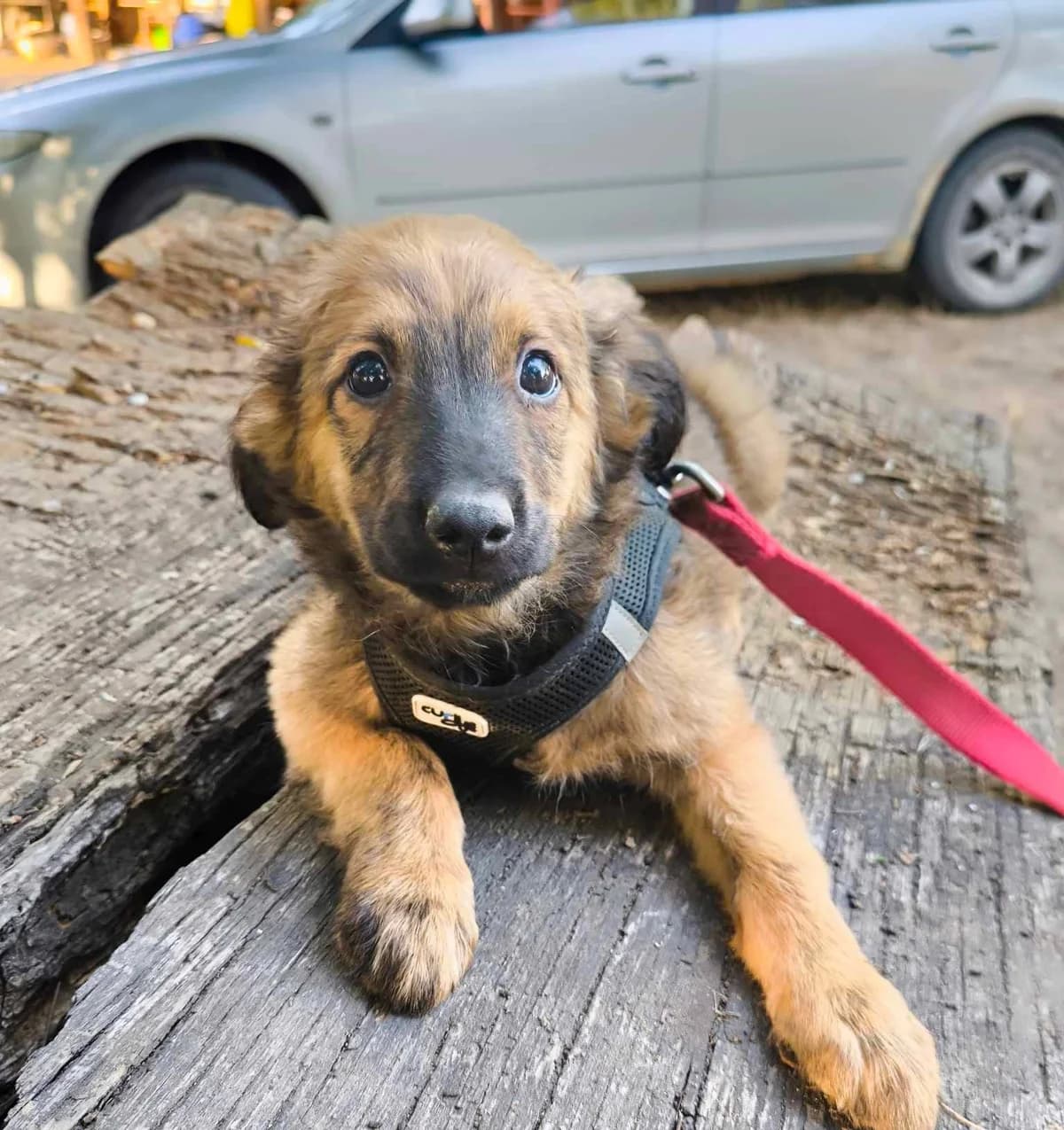 Ava, female puppy Mixed Breed for adoption at TierOase ThoMa e.V.