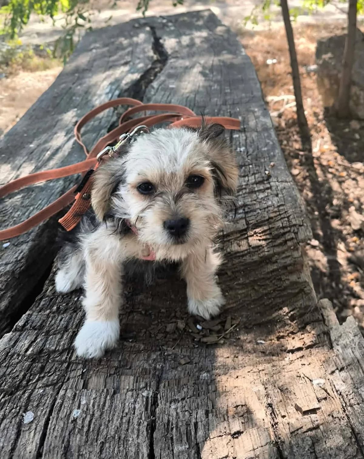 Biene, female puppy Mixed Breed for adoption at TierOase ThoMa e.V.