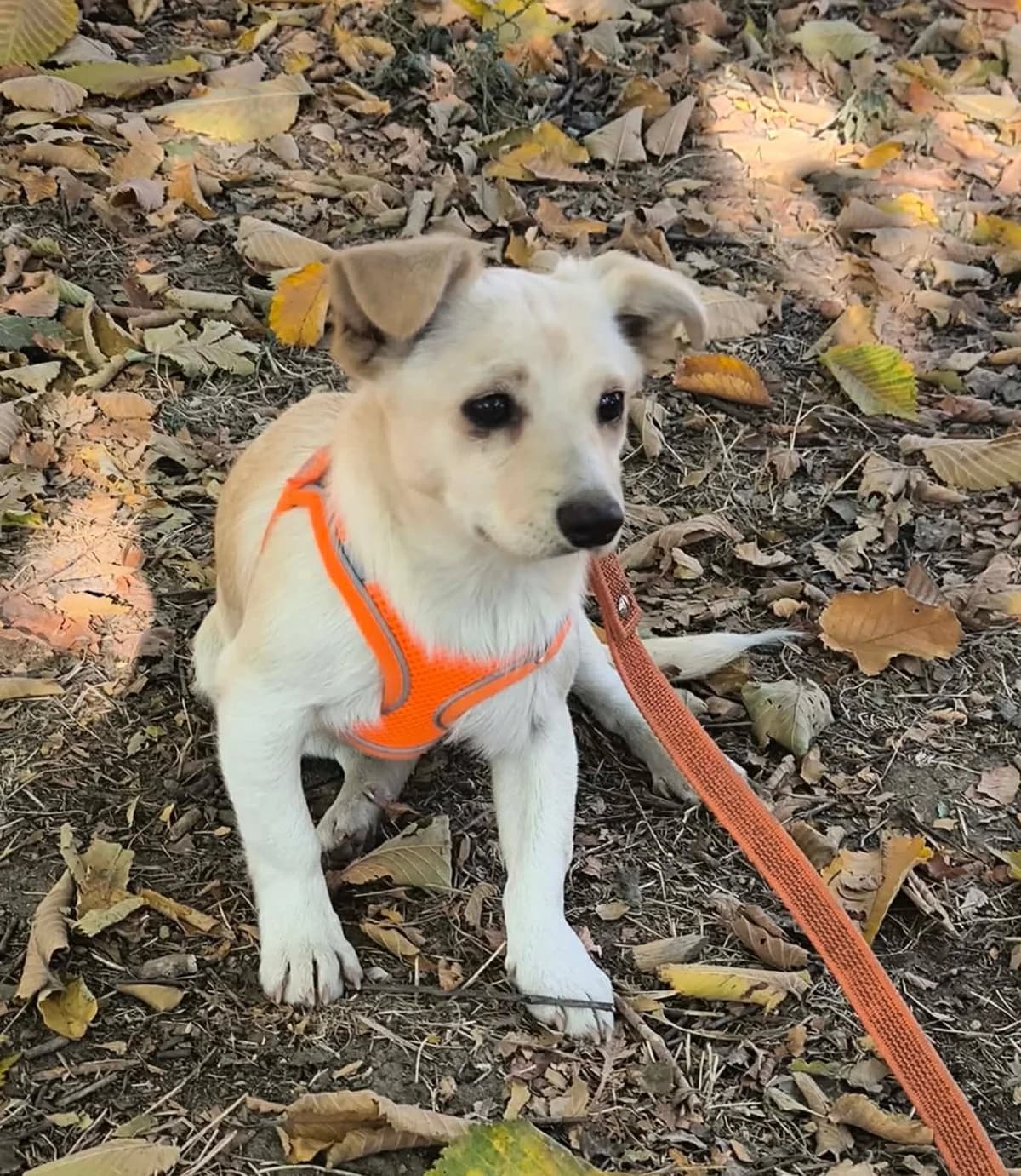 Cloe, female puppy Mixed Breed for adoption at TierOase ThoMa e.V.