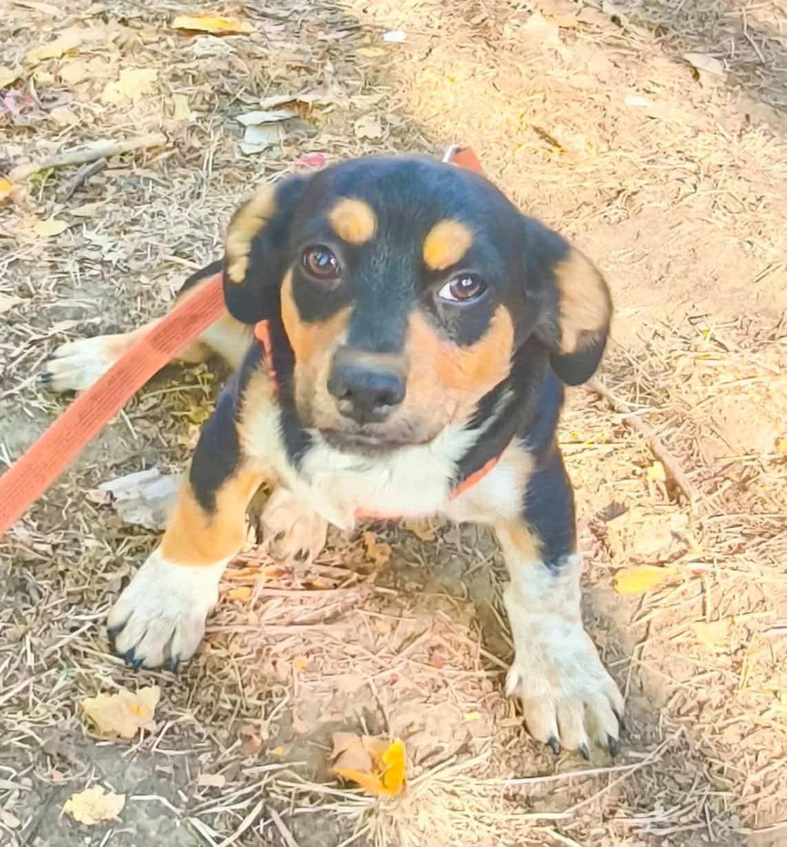 Chris, male puppy Mixed Breed for adoption at TierOase ThoMa e.V.