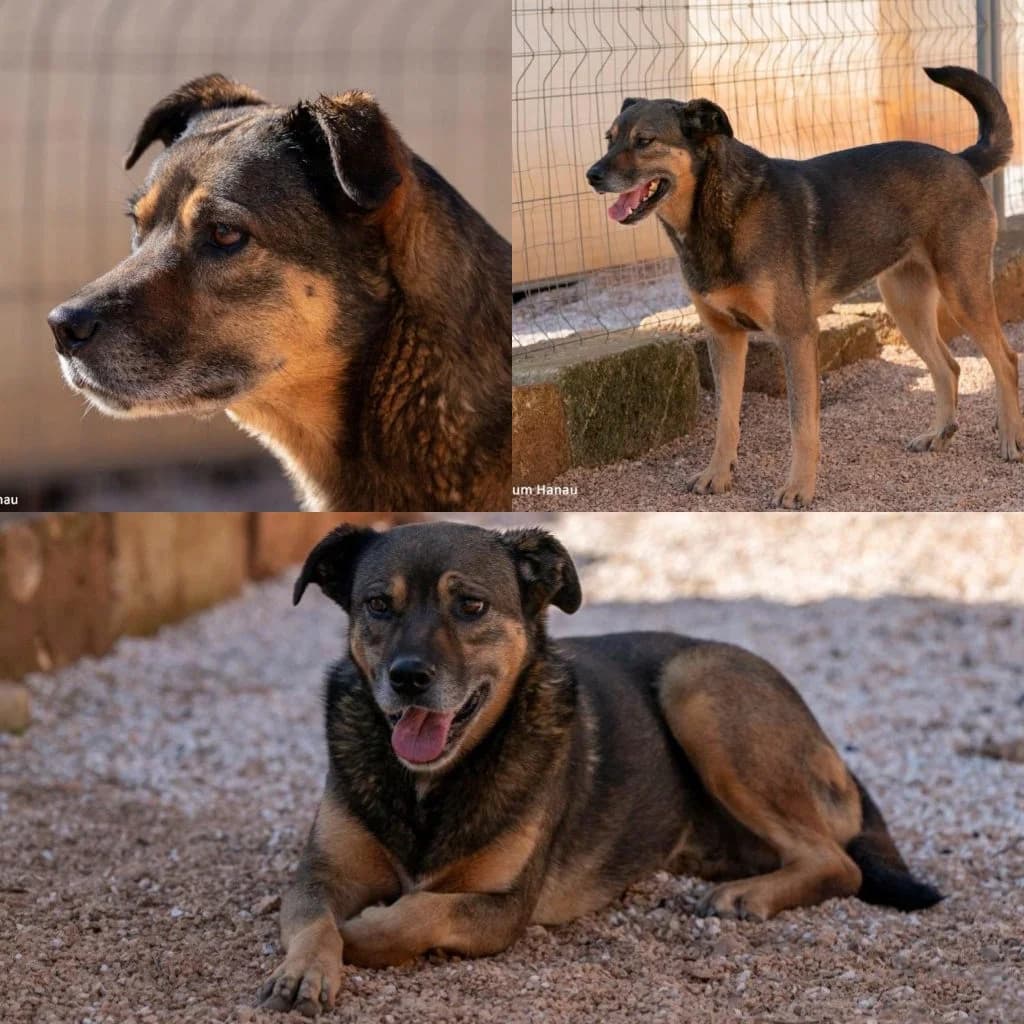 Filipo, male 5yo Cane Corso for adoption at Tierrefugium Hanau