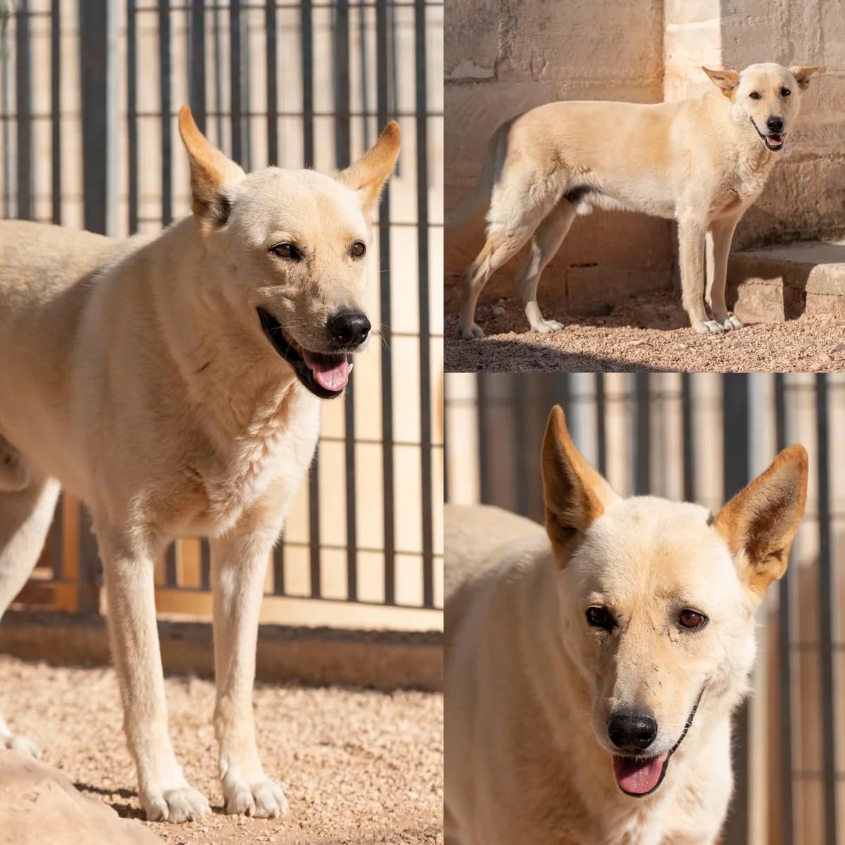 Biancone, male senior Mixed Breed for adoption at Tierrefugium Hanau