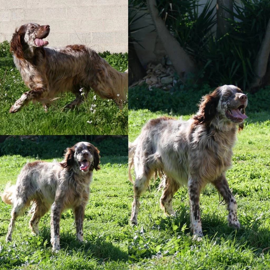 Fundtiere, male senior Cane Corso for adoption at Tierrefugium Hanau