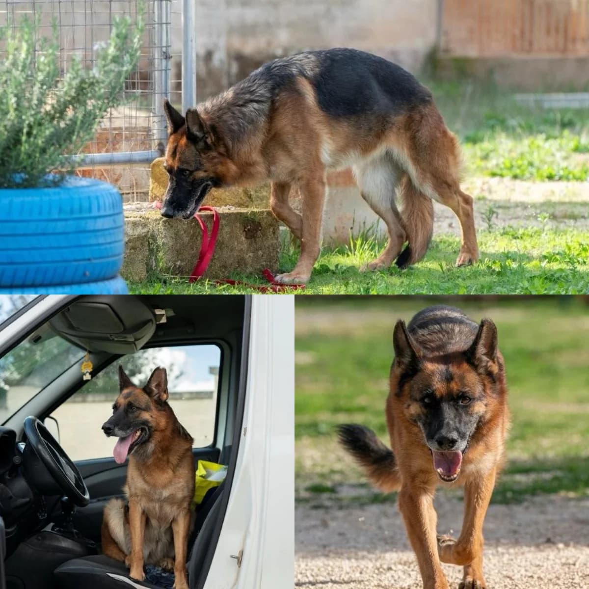 Fata, 4yo German Shepherd for adoption at Tierrefugium Hanau