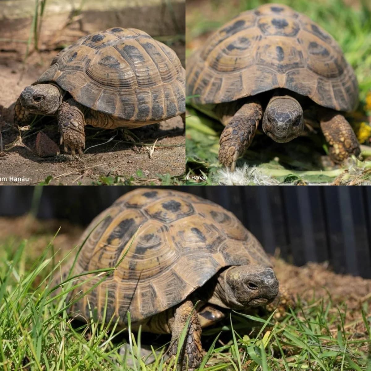 George, male senior mixed breed for adoption at Tierrefugium Hanau