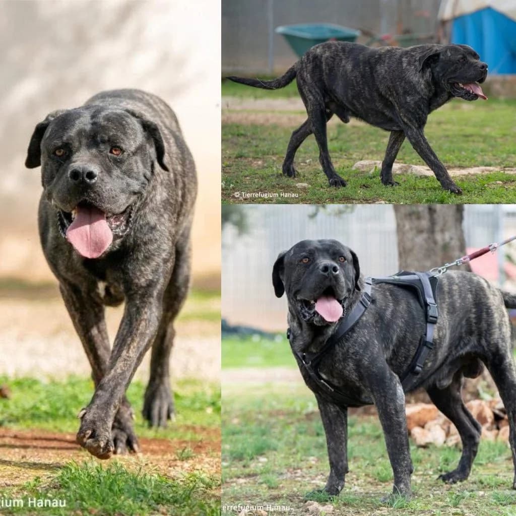 Merlino & Mafalda, male young Cane Corso for adoption at Tierrefugium Hanau
