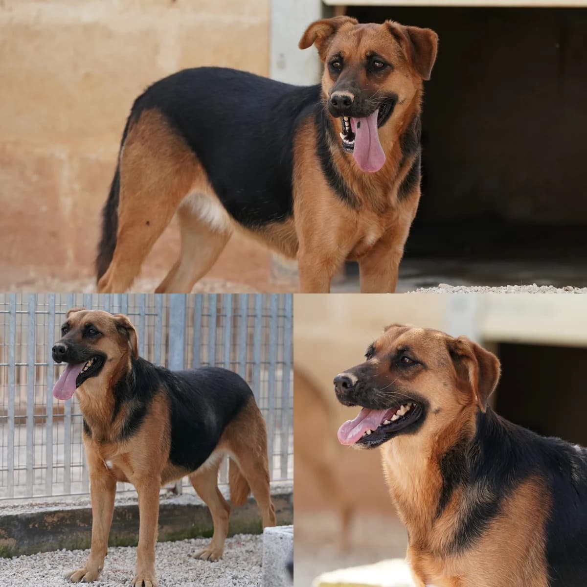 Gigante, male 5yo Cane Corso for adoption at Tierrefugium Hanau