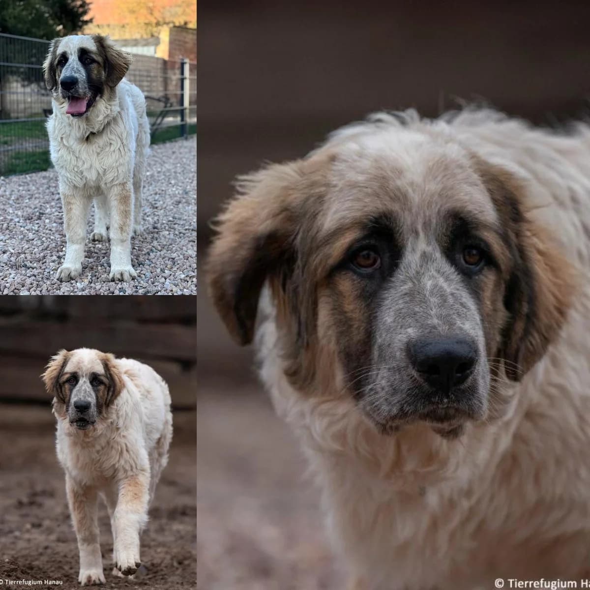 Onyx, male senior Cane Corso for adoption at Tierrefugium Hanau