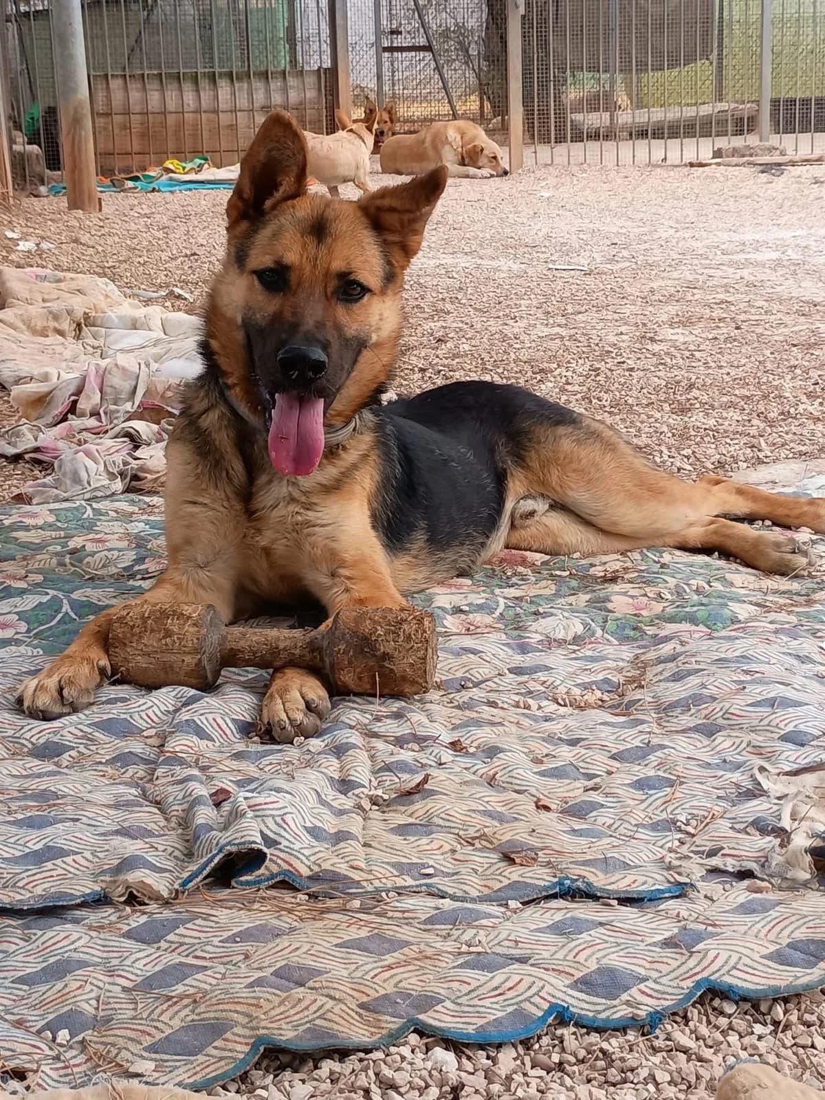 Oscar, Mixed Breed for adoption at Tierrefugium Hanau