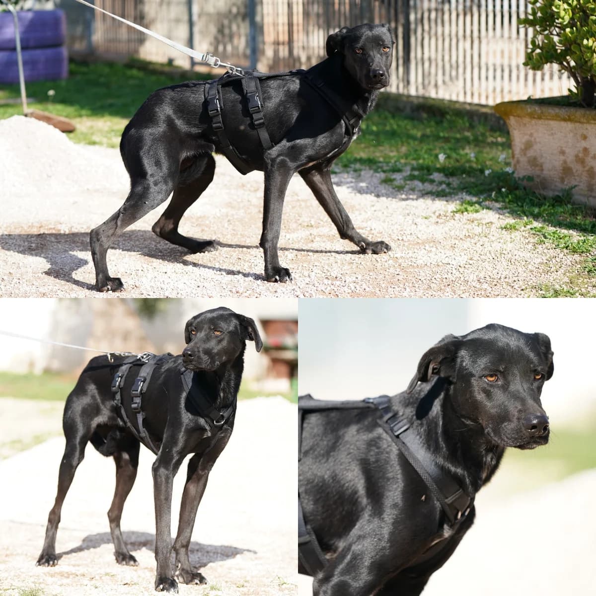 Oscar, Cane Corso for adoption at Tierrefugium Hanau