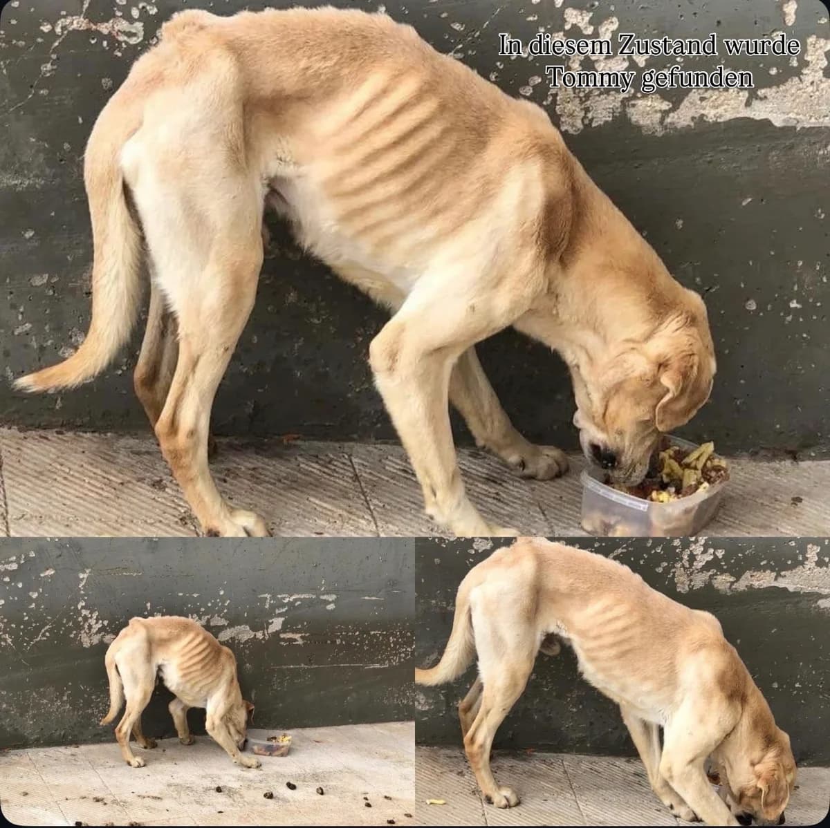 Fundtiere, male senior Cane Corso for adoption at Tierrefugium Hanau