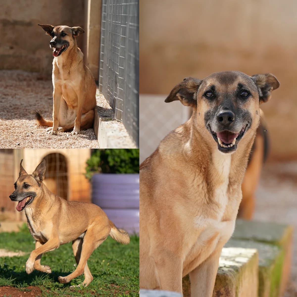 Timidy, female senior Cane Corso for adoption at Tierrefugium Hanau