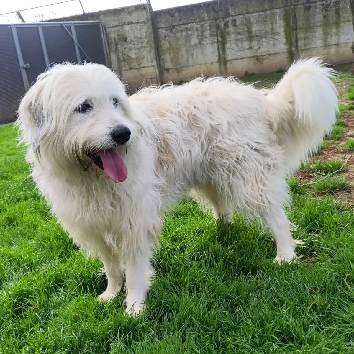 Arthur, male 6yo Mixed Breed for adoption at Tierschutzzentrum Scherzingen, Ehrenkirchen-Scherzingen