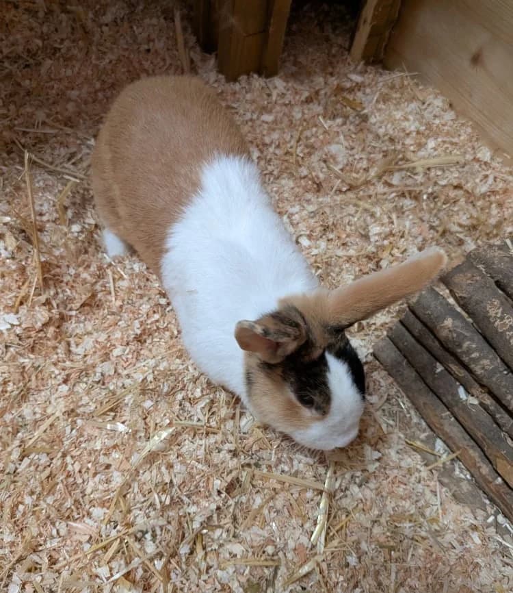Bibi & Tina, female 4yo Mixed Breed for adoption at Tierschutzzentrum Scherzingen, Ehrenkirchen-Scherzingen
