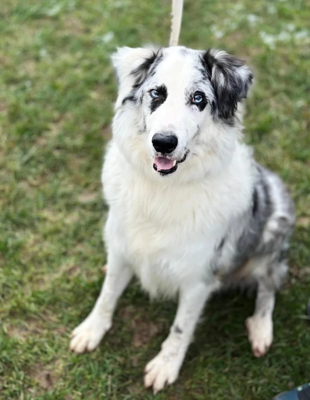 Blue, male 6yo Australian Shepherd for adoption at Tierschutzzentrum Scherzingen, Ehrenkirchen-Scherzingen