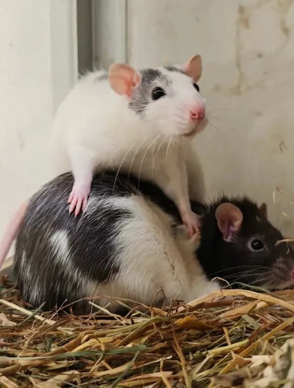 Bonnie & Ivy, female Mixed Breed for adoption at Tierschutzzentrum Scherzingen, Ehrenkirchen-Scherzingen
