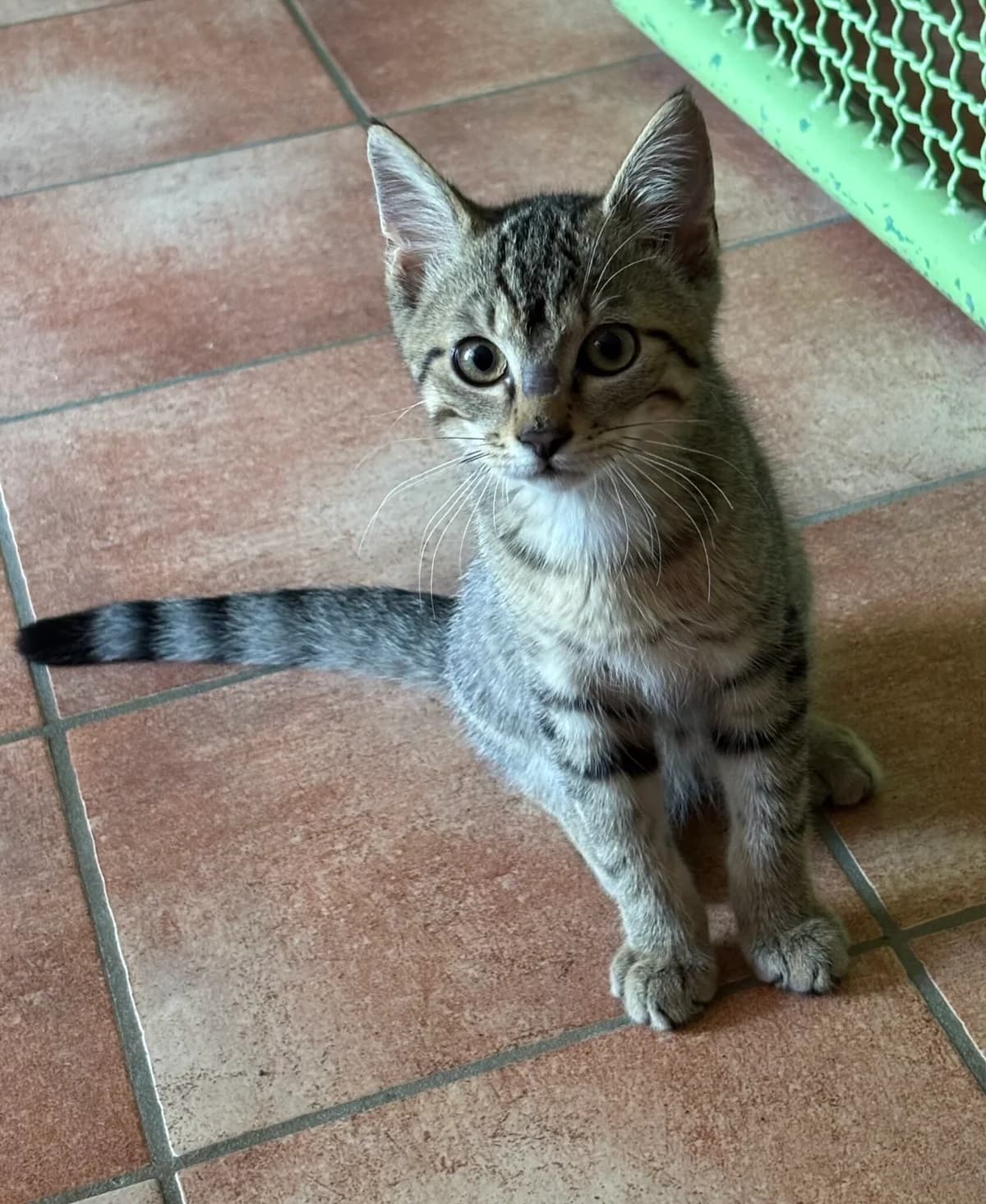Constantin, male puppy mixed breed for adoption at Tierschutzzentrum Scherzingen, Ehrenkirchen-Scherzingen