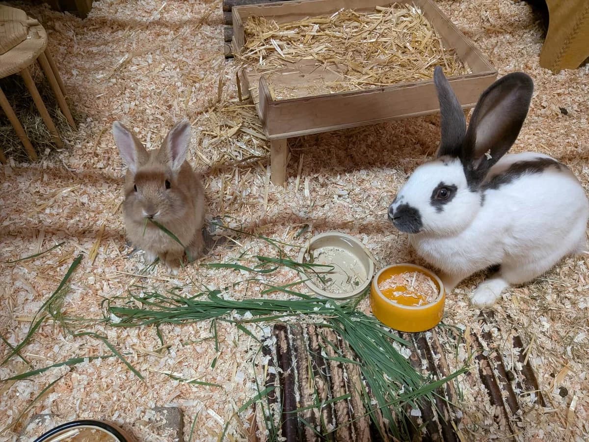 David & Martin, male Mixed Breed for adoption at Tierschutzzentrum Scherzingen, Ehrenkirchen-Scherzingen