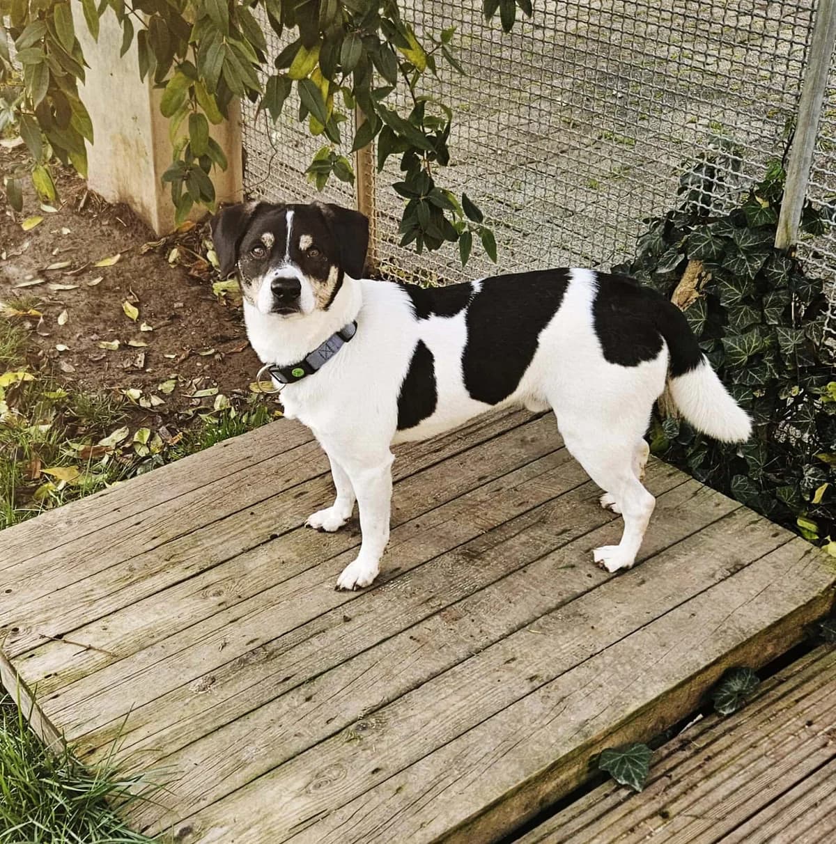 Donny, Mixed Breed for adoption at Tierschutzzentrum Scherzingen, Ehrenkirchen-Scherzingen