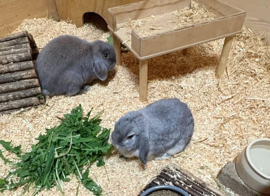 Jette & Karlo, male Mixed Breed for adoption at Tierschutzzentrum Scherzingen, Ehrenkirchen-Scherzingen