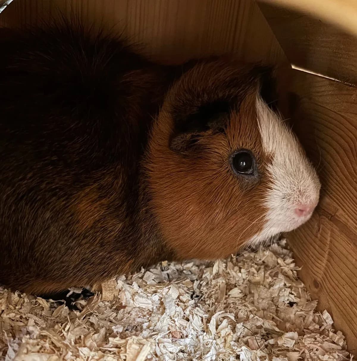 Lex & Merle, male 6yo Mixed Breed for adoption at Tierschutzzentrum Scherzingen, Ehrenkirchen-Scherzingen