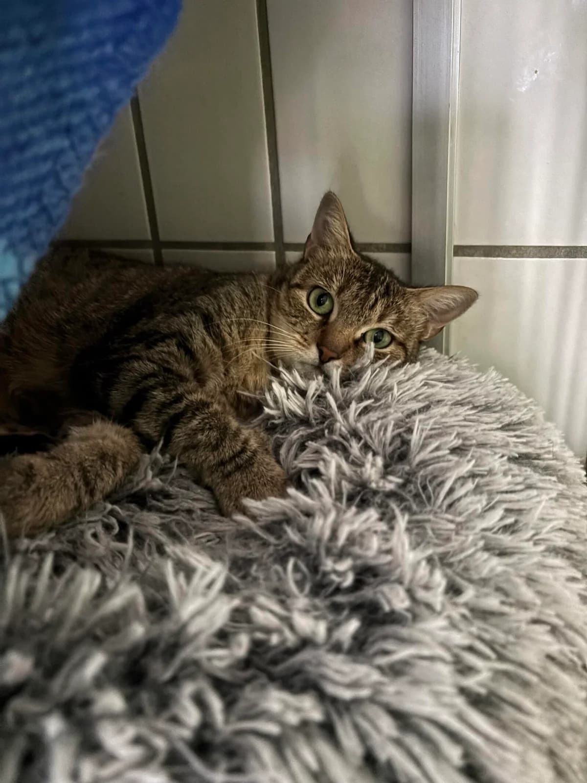 Lilli, female 4yo mixed breed for adoption at Tierschutzzentrum Scherzingen, Ehrenkirchen-Scherzingen