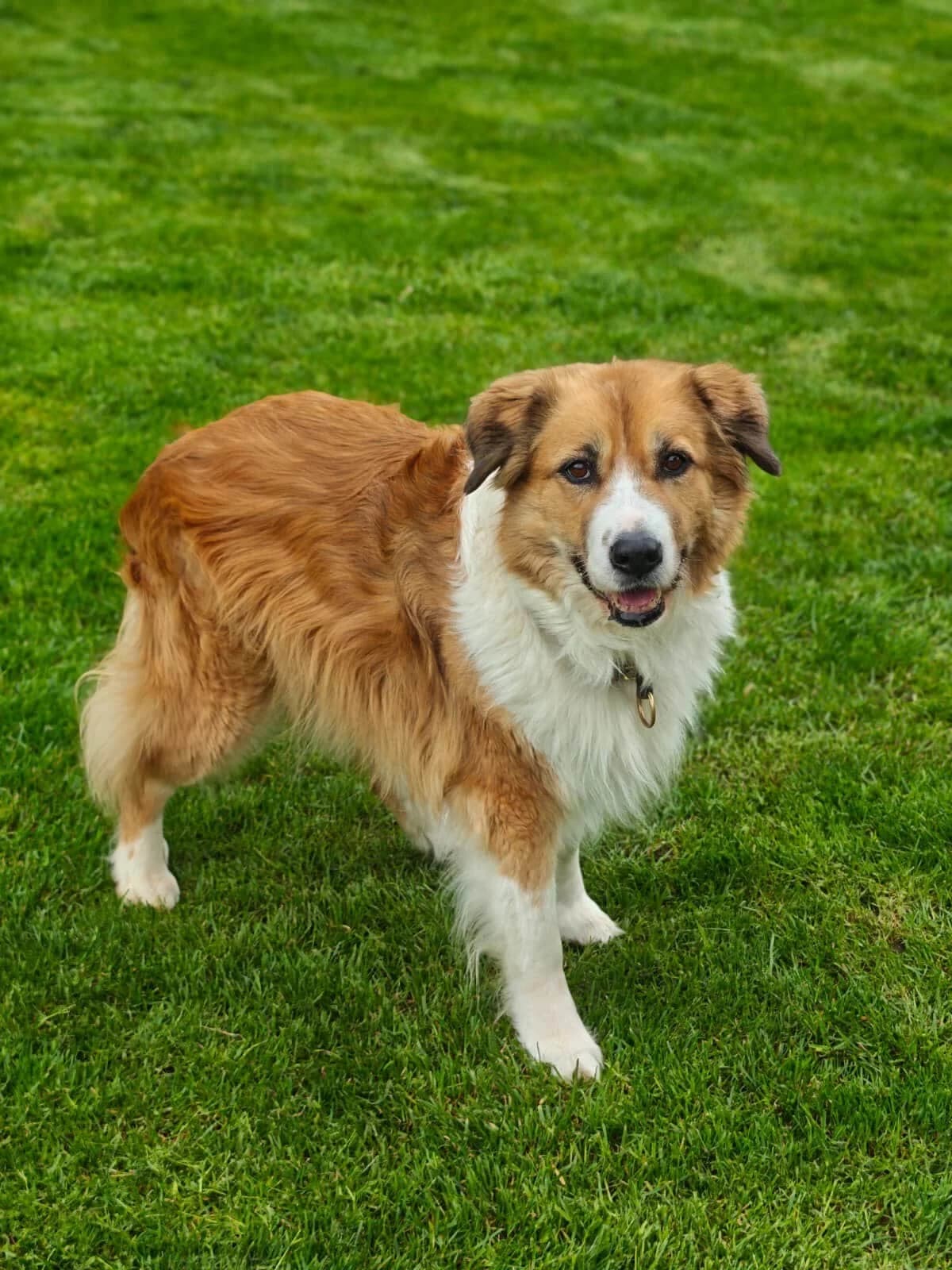 Nina, female senior Mixed Breed for adoption at Tierschutzzentrum Scherzingen, Ehrenkirchen-Scherzingen