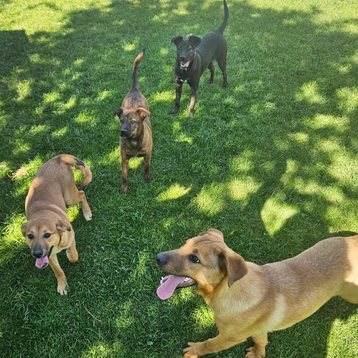 Orchidea, Ortensia, Primula & Giacinto, young Mixed Breed for adoption at Tierschutzzentrum Scherzingen, Ehrenkirchen-Scherzingen
