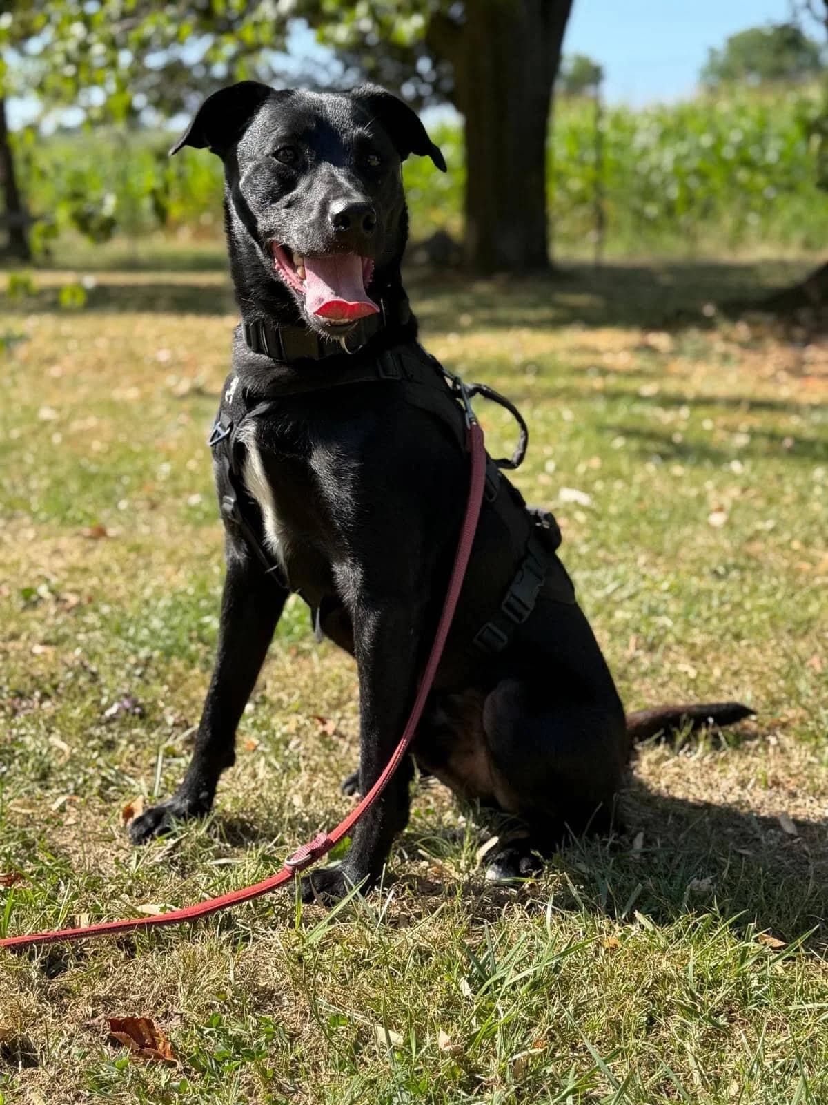 Osmond, male puppy Mixed Breed for adoption at Tierschutzzentrum Scherzingen, Ehrenkirchen-Scherzingen