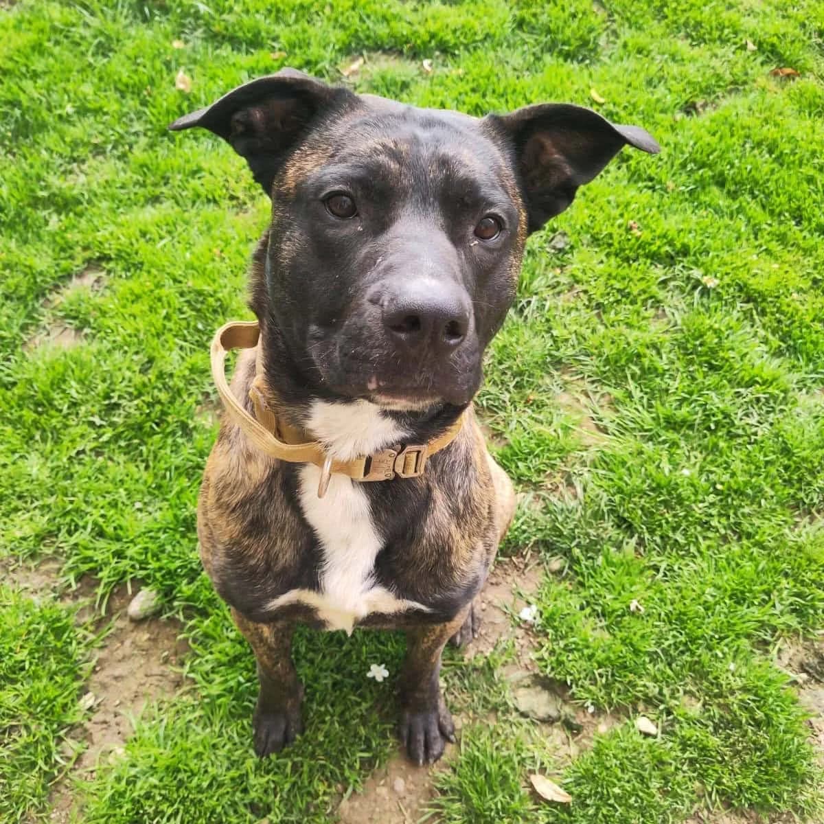 Santos, male young Mixed Breed for adoption at Tierschutzzentrum Scherzingen, Ehrenkirchen-Scherzingen