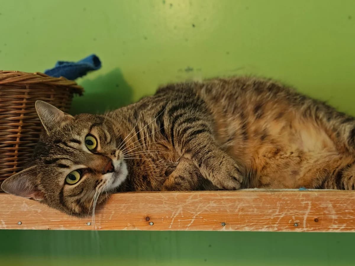Tamino, male 6yo mixed breed for adoption at Tierschutzzentrum Scherzingen, Ehrenkirchen-Scherzingen
