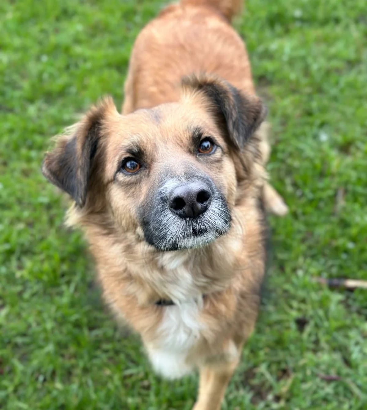 Toni, male 3yo Mixed Breed for adoption at Tierschutzzentrum Scherzingen, Ehrenkirchen-Scherzingen