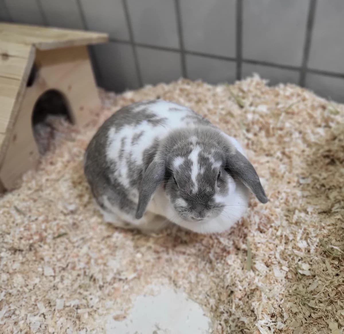 Vanilli, female young Mixed Breed for adoption at Tierschutzzentrum Scherzingen, Ehrenkirchen-Scherzingen