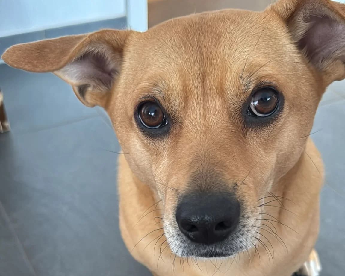 Danny – PLZ 52525, male 6yo Mixed Breed for adoption at Tierrettung International e.V.