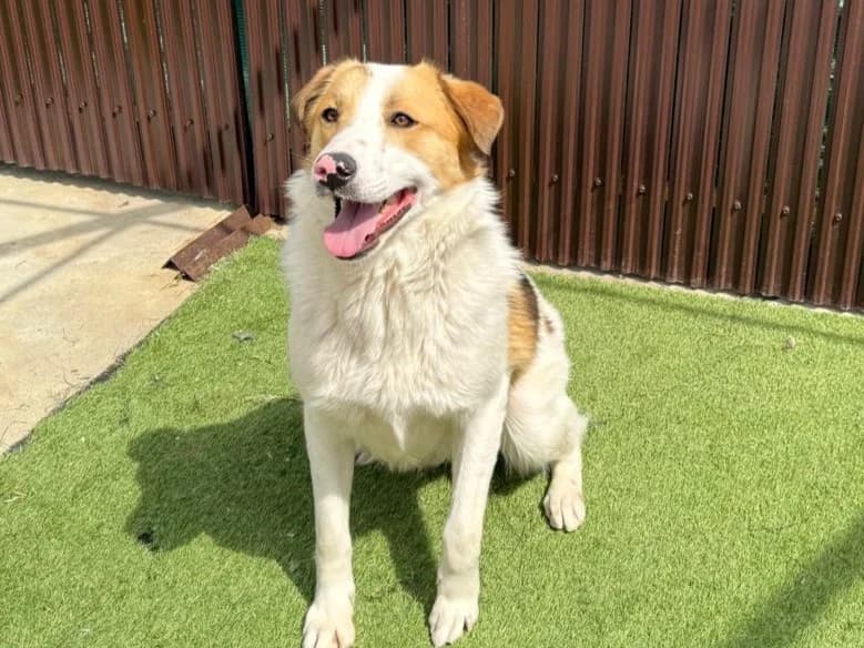 Nike, male young Mixed Breed for adoption at Tierrettung International e.V.